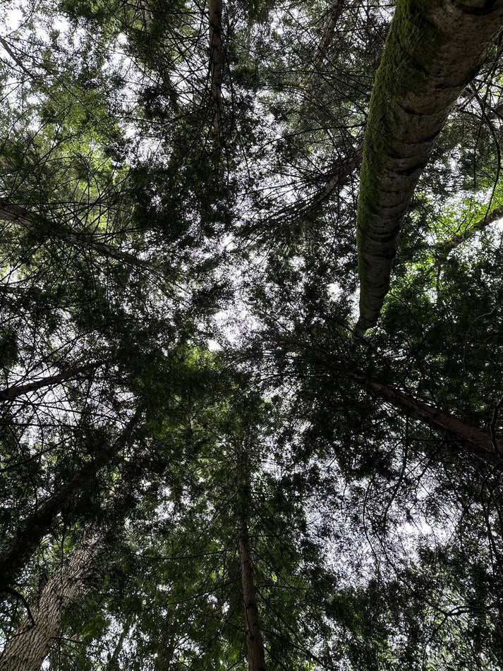 Regenerating from Nature Deficit Disorder